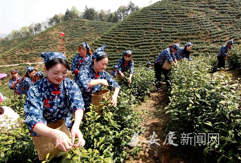 云南碧螺春产地_咏茶诗洞庭香茗碧螺春_洞庭碧螺春的产地