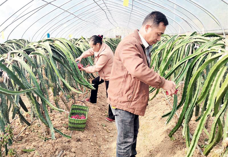 许岭镇：特色种植助农增收