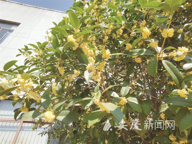 黄梅戏展演周.jpg