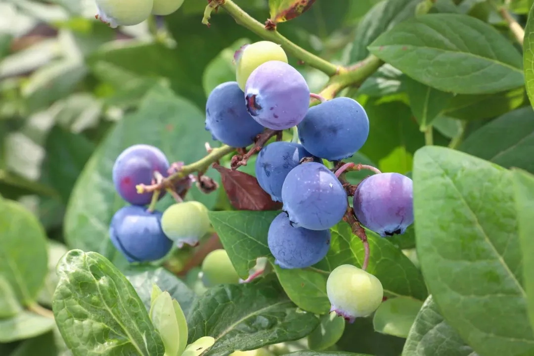 640 (8)_看图王.jpg