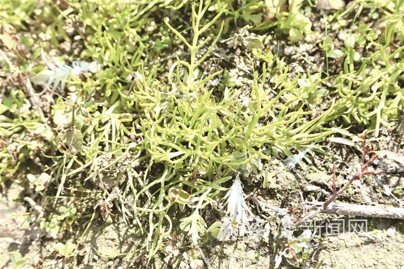 l_CB20241022210039012018_02.tif.jpg