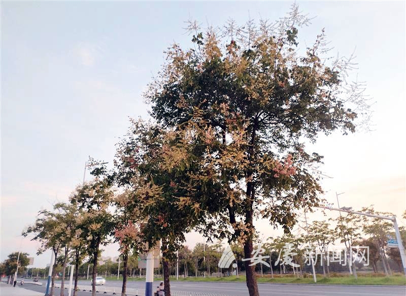 1000508067039890.jpg 14 拷贝.jpg