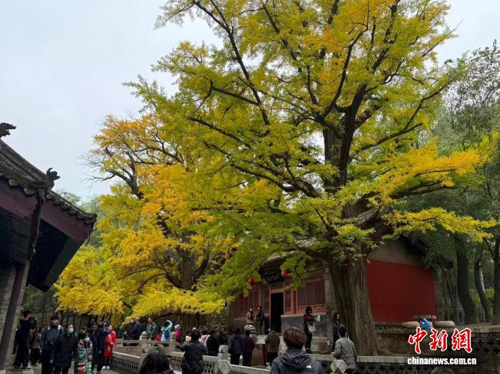 0839565292618091.jpg 1.jpg