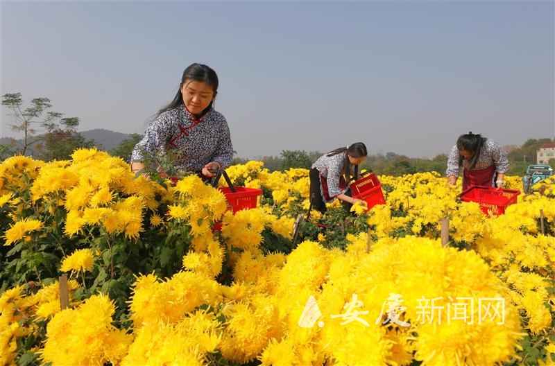 0941524076398397.jpg 14.jpg