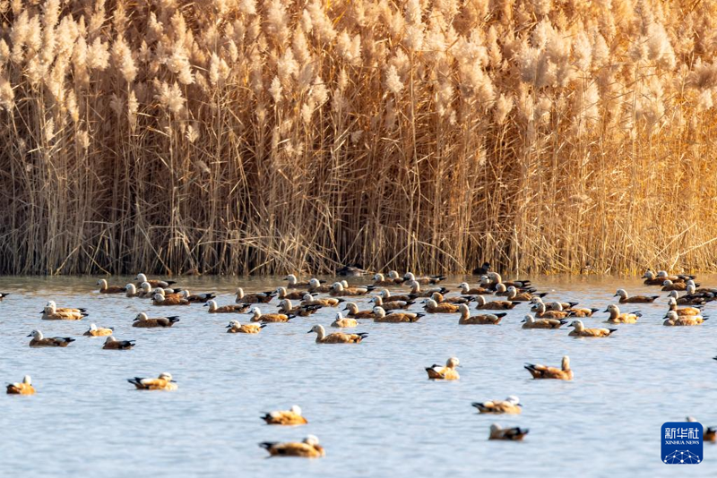 1634134969456712.png 图片1.png