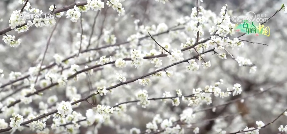 1545375098951939.jpg 6.jpg