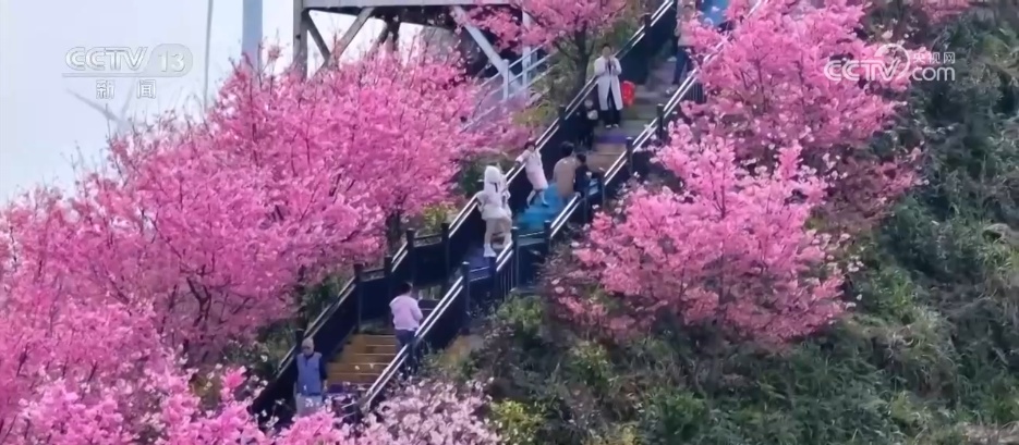 1545479387351820.jpg 7.jpg