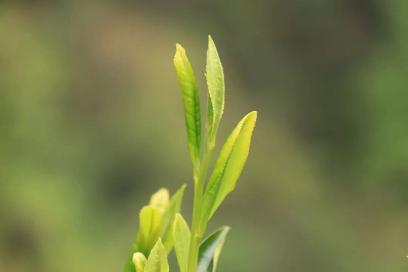 1604473021922200.jpg 14.jpg