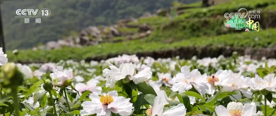 0833581339878324.png 11.png